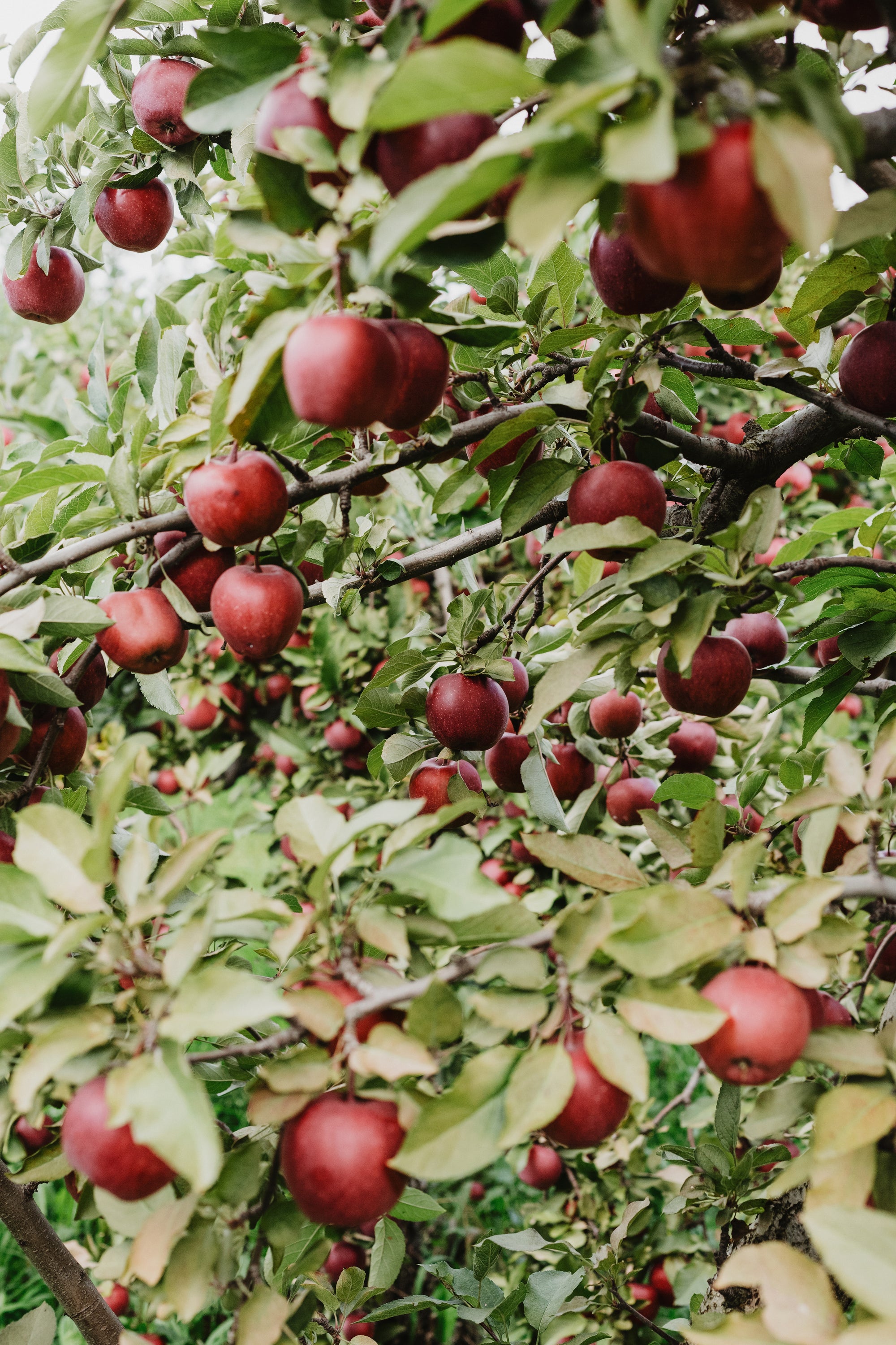 Minneapolis Cider Company